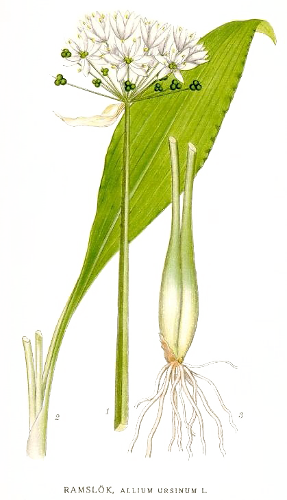 Le Erbe sott'olio