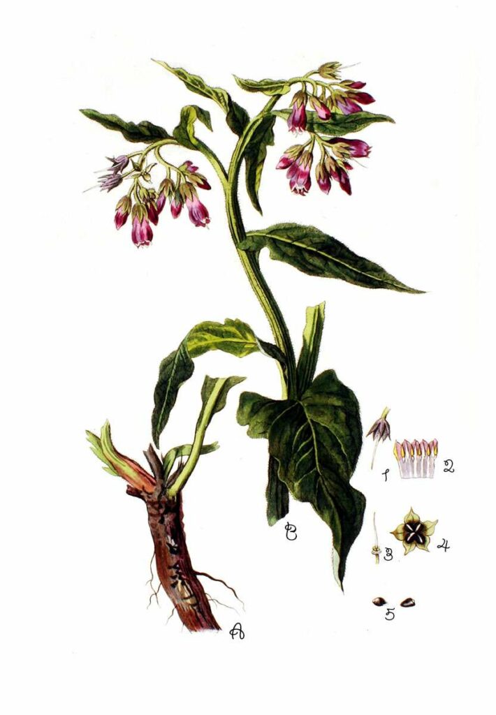 Le Erbe sott'olio