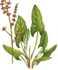 Le Erbe sott'olio
